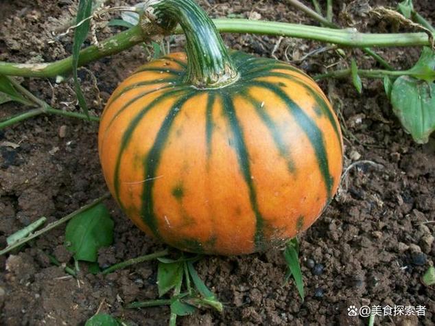 南瓜是窝瓜吗,窝瓜和南瓜有什么区别?窝瓜和南瓜区别在哪?-第1张图片-优品飞百科 南瓜是窝瓜吗,窝瓜和南瓜有什么区别?窝瓜和南瓜区别在哪?-第1张图片-优品飞百科