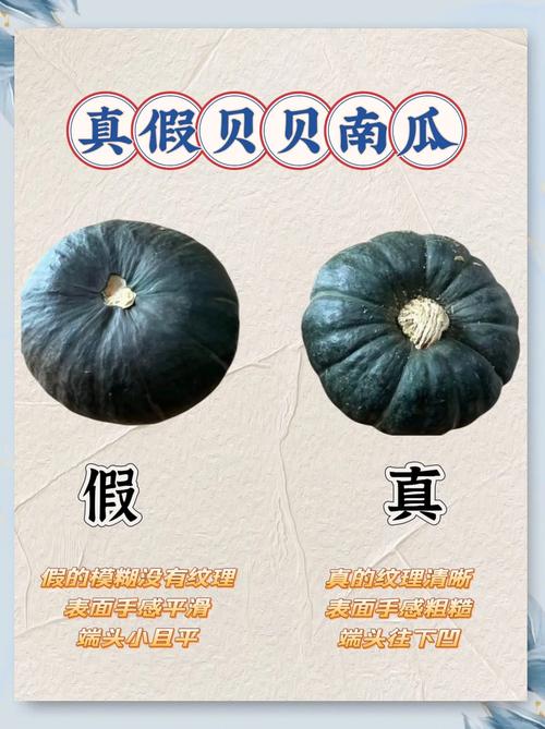 南瓜是窝瓜吗,窝瓜和南瓜有什么区别?窝瓜和南瓜区别在哪?-第5张图片-优品飞百科 南瓜是窝瓜吗,窝瓜和南瓜有什么区别?窝瓜和南瓜区别在哪?-第5张图片-优品飞百科