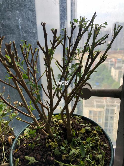 小木槿的养殖方法和注意事项？小木槿如何养殖？