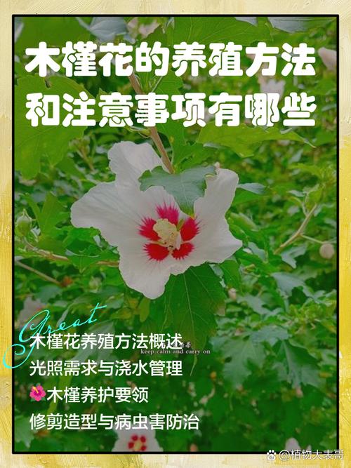 小木槿的养殖方法和注意事项?小木槿如何养殖?-第2张图片-优品飞百科 小木槿的养殖方法和注意事项?小木槿如何养殖?-第2张图片-优品飞百科