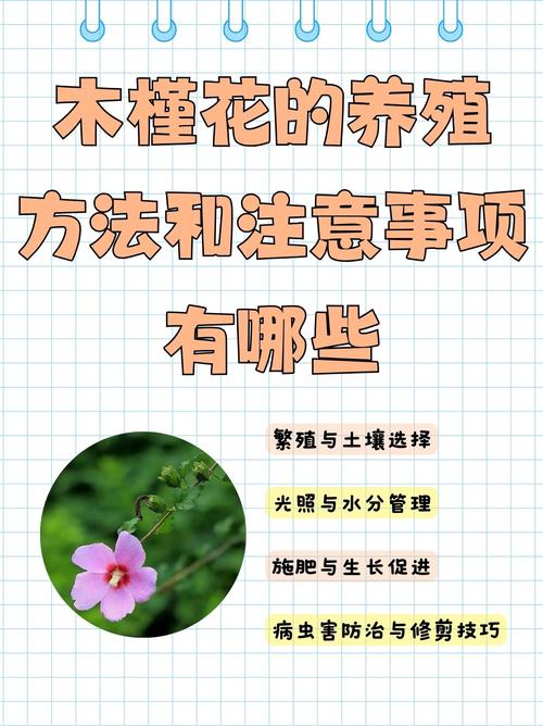 小木槿的养殖方法和注意事项?小木槿如何养殖?-第3张图片-优品飞百科 小木槿的养殖方法和注意事项?小木槿如何养殖?-第3张图片-优品飞百科