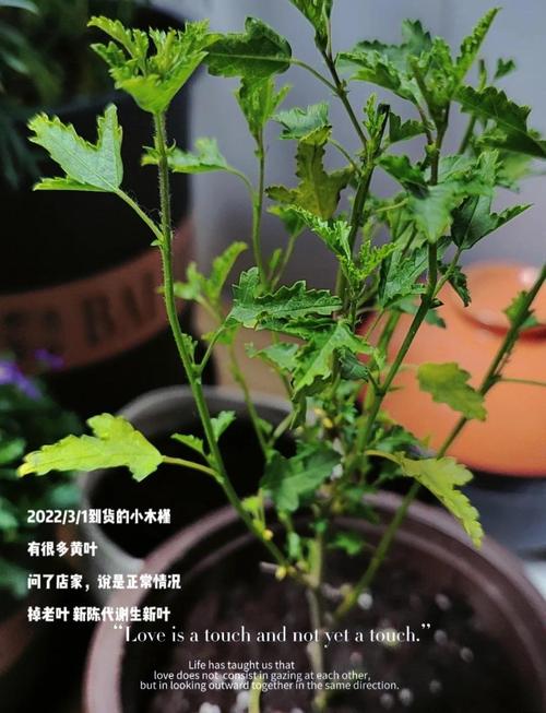 小木槿的养殖方法和注意事项?小木槿如何养殖?-第4张图片-优品飞百科 小木槿的养殖方法和注意事项?小木槿如何养殖?-第4张图片-优品飞百科