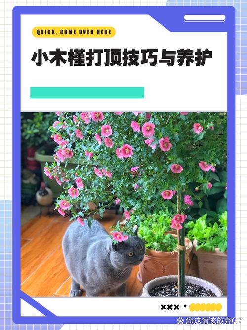 小木槿的养殖方法和注意事项?小木槿如何养殖?-第5张图片-优品飞百科 小木槿的养殖方法和注意事项?小木槿如何养殖?-第5张图片-优品飞百科