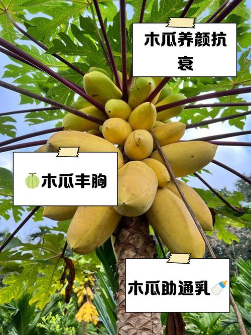 木瓜可以丰胸吗？木瓜可以丰胸吗什么时候吃比较好？-第5张图片-优品飞百科