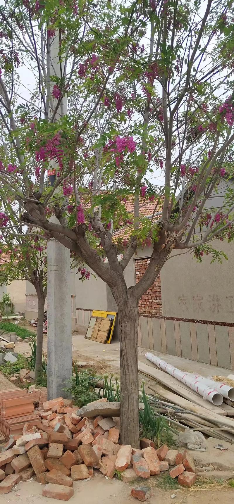 南阳适合养什么花,市花和市树是什么,适合南阳种植的花卉-第2张图片-优品飞百科 南阳适合养什么花,市花和市树是什么,适合南阳种植的花卉-第2张图片-优品飞百科