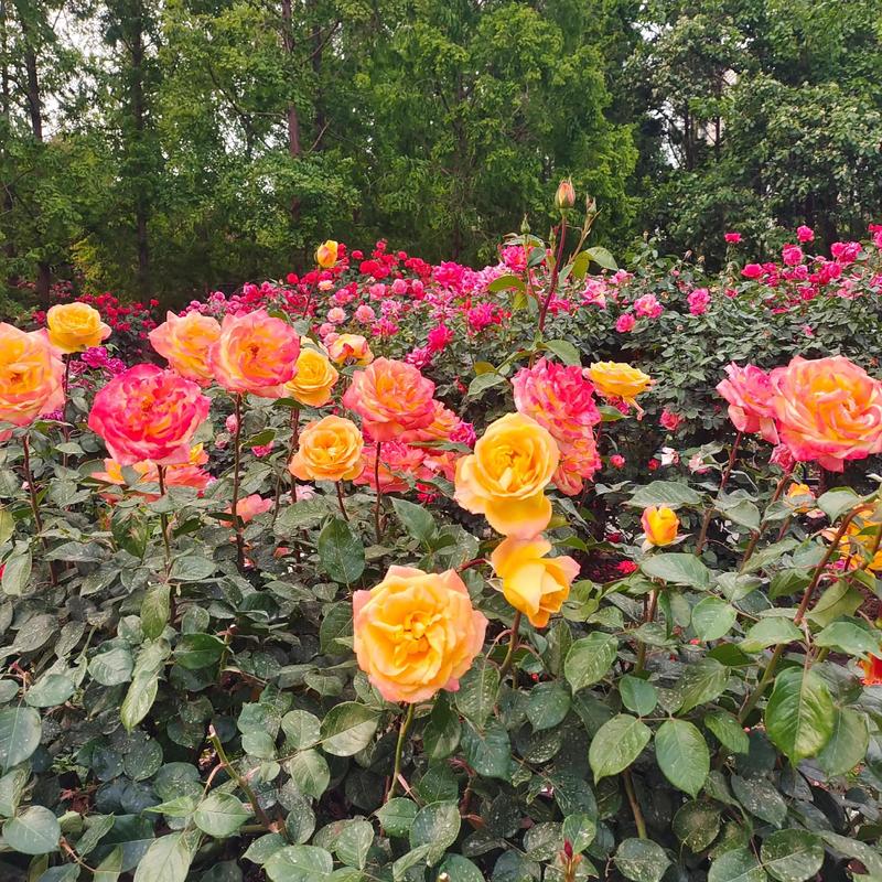 南阳适合养什么花,市花和市树是什么,适合南阳种植的花卉-第3张图片-优品飞百科 南阳适合养什么花,市花和市树是什么,适合南阳种植的花卉-第3张图片-优品飞百科
