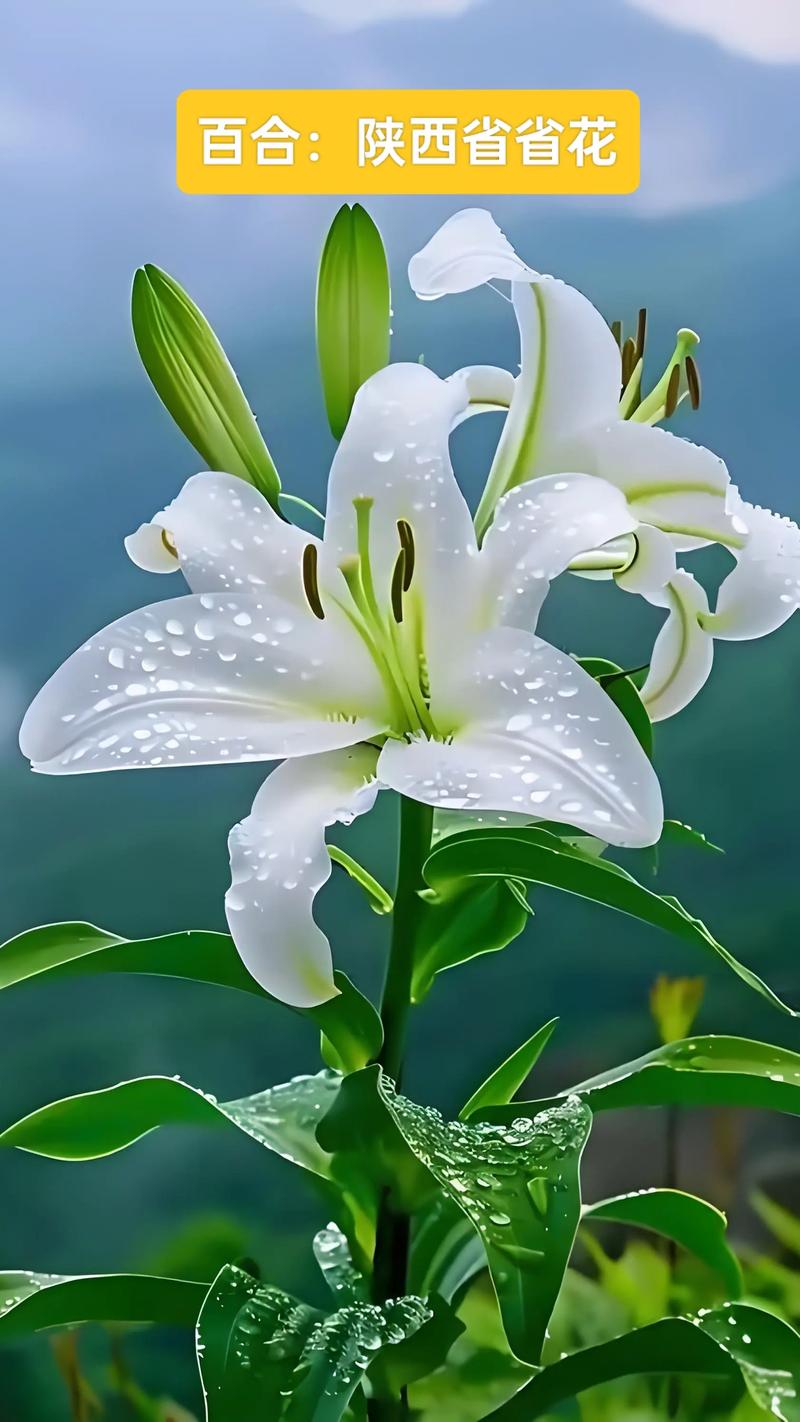 南阳适合养什么花,市花和市树是什么,适合南阳种植的花卉-第4张图片-优品飞百科 南阳适合养什么花,市花和市树是什么,适合南阳种植的花卉-第4张图片-优品飞百科