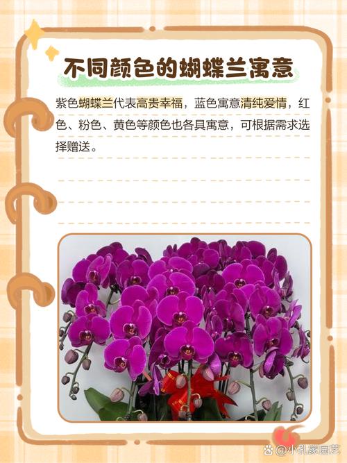 蝴蝶兰的花语，粉色蝴蝶兰的花语？-第2张图片-优品飞百科