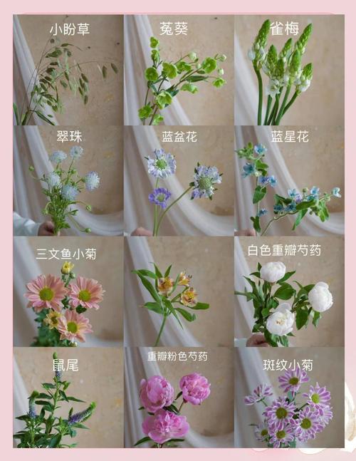 蝴蝶兰的花语，粉色蝴蝶兰的花语？-第4张图片-优品飞百科