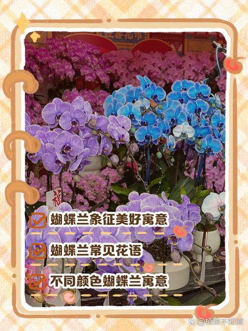 蝴蝶兰的花语，粉色蝴蝶兰的花语？-第5张图片-优品飞百科
