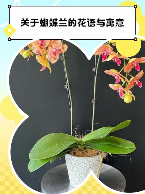 蝴蝶兰的花语，粉色蝴蝶兰的花语？-第6张图片-优品飞百科