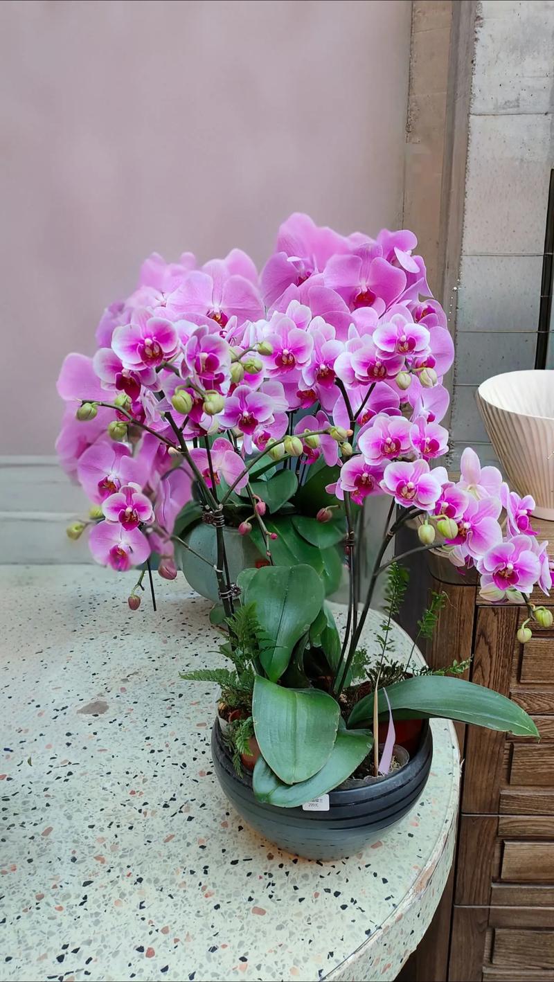 蝴蝶兰的花语，粉色蝴蝶兰的花语？-第7张图片-优品飞百科