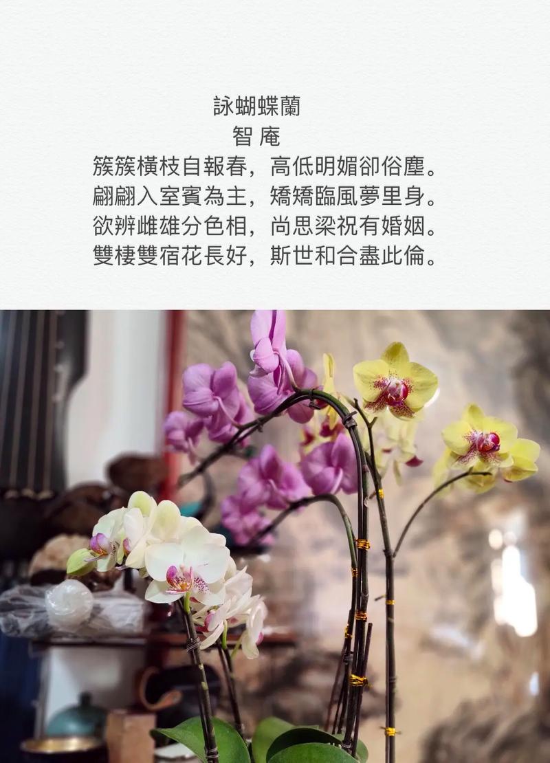 蝴蝶兰的花语，粉色蝴蝶兰的花语？-第8张图片-优品飞百科