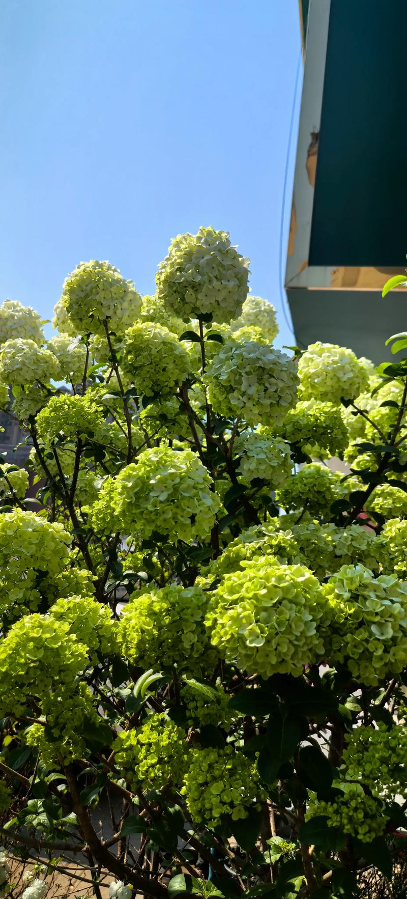 绣球花对孕妇有害吗，和洋绣球一样吗，绣球花对小孩有影响吗-第2张图片-优品飞百科