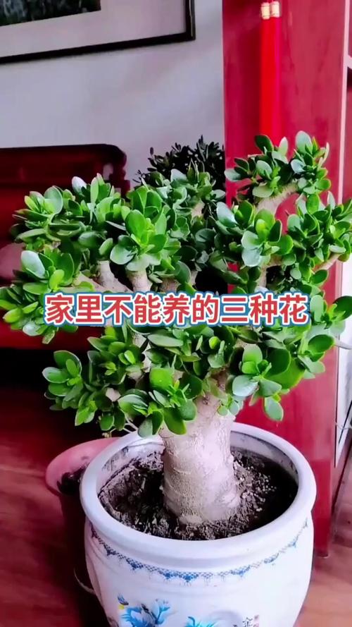 绣球花对孕妇有害吗，和洋绣球一样吗，绣球花对小孩有影响吗-第4张图片-优品飞百科