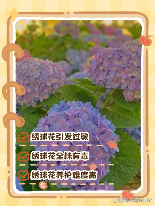 绣球花对孕妇有害吗，和洋绣球一样吗，绣球花对小孩有影响吗-第6张图片-优品飞百科