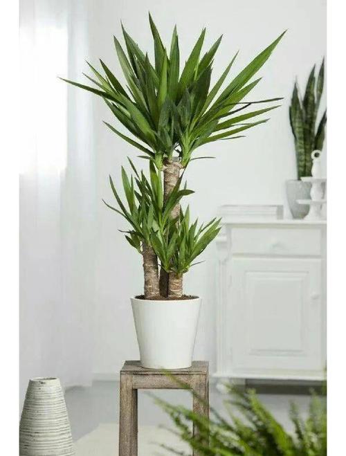 绣球花对孕妇有害吗，和洋绣球一样吗，绣球花对小孩有影响吗-第7张图片-优品飞百科