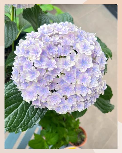 绣球花对孕妇有害吗，和洋绣球一样吗，绣球花对小孩有影响吗-第8张图片-优品飞百科