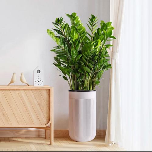 前十净化空气植物？前十净化空气植物适合室内养吗？