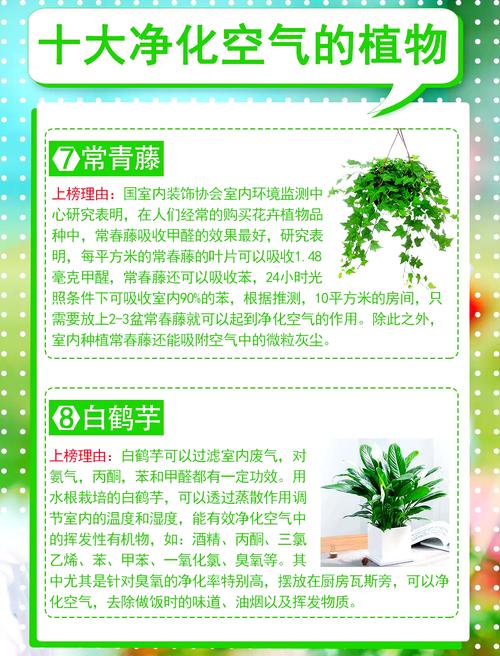 前十净化空气植物?前十净化空气植物适合室内养吗?-第2张图片-优品飞百科 前十净化空气植物?前十净化空气植物适合室内养吗?-第2张图片-优品飞百科