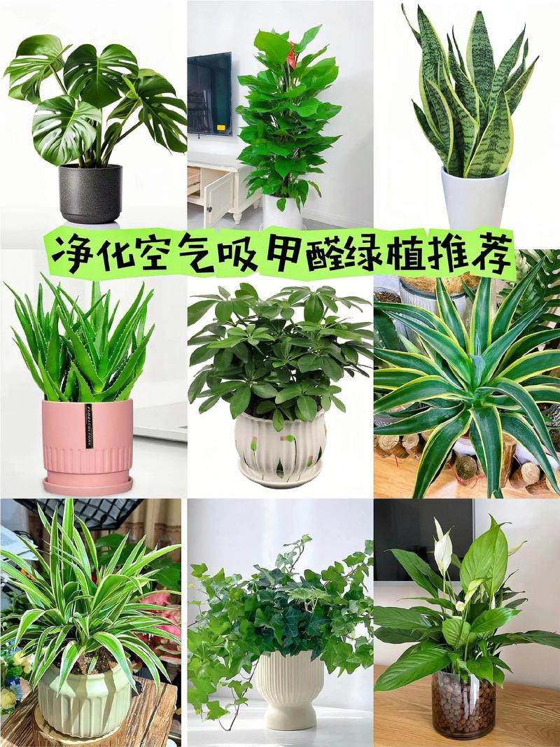 前十净化空气植物?前十净化空气植物适合室内养吗?-第5张图片-优品飞百科 前十净化空气植物?前十净化空气植物适合室内养吗?-第5张图片-优品飞百科