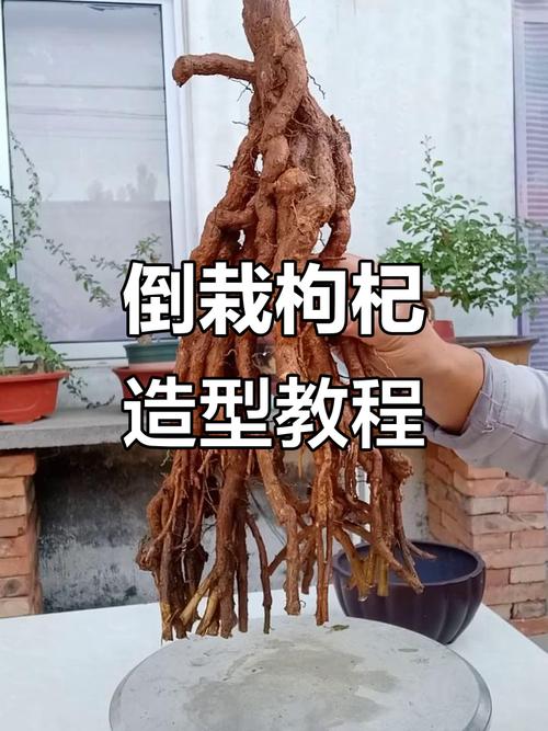 枸杞树什么时候移栽比较好,什么时候栽易活,枸杞树什么时候移栽比较好,什么时候栽易活-第1张图片-优品飞百科 枸杞树什么时候移栽比较好,什么时候栽易活,枸杞树什么时候移栽比较好,什么时候栽易活-第1张图片-优品飞百科