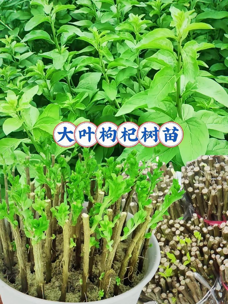 枸杞树什么时候移栽比较好,什么时候栽易活,枸杞树什么时候移栽比较好,什么时候栽易活-第2张图片-优品飞百科 枸杞树什么时候移栽比较好,什么时候栽易活,枸杞树什么时候移栽比较好,什么时候栽易活-第2张图片-优品飞百科