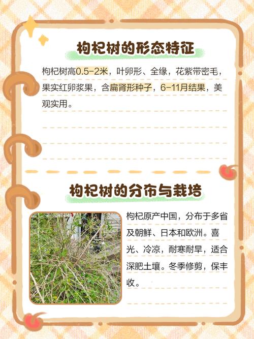 枸杞树什么时候移栽比较好,什么时候栽易活,枸杞树什么时候移栽比较好,什么时候栽易活-第3张图片-优品飞百科 枸杞树什么时候移栽比较好,什么时候栽易活,枸杞树什么时候移栽比较好,什么时候栽易活-第3张图片-优品飞百科