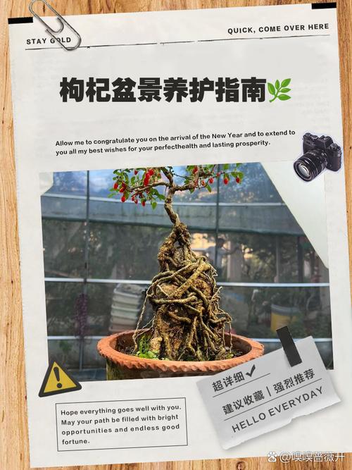 枸杞树什么时候移栽比较好,什么时候栽易活,枸杞树什么时候移栽比较好,什么时候栽易活-第4张图片-优品飞百科 枸杞树什么时候移栽比较好,什么时候栽易活,枸杞树什么时候移栽比较好,什么时候栽易活-第4张图片-优品飞百科