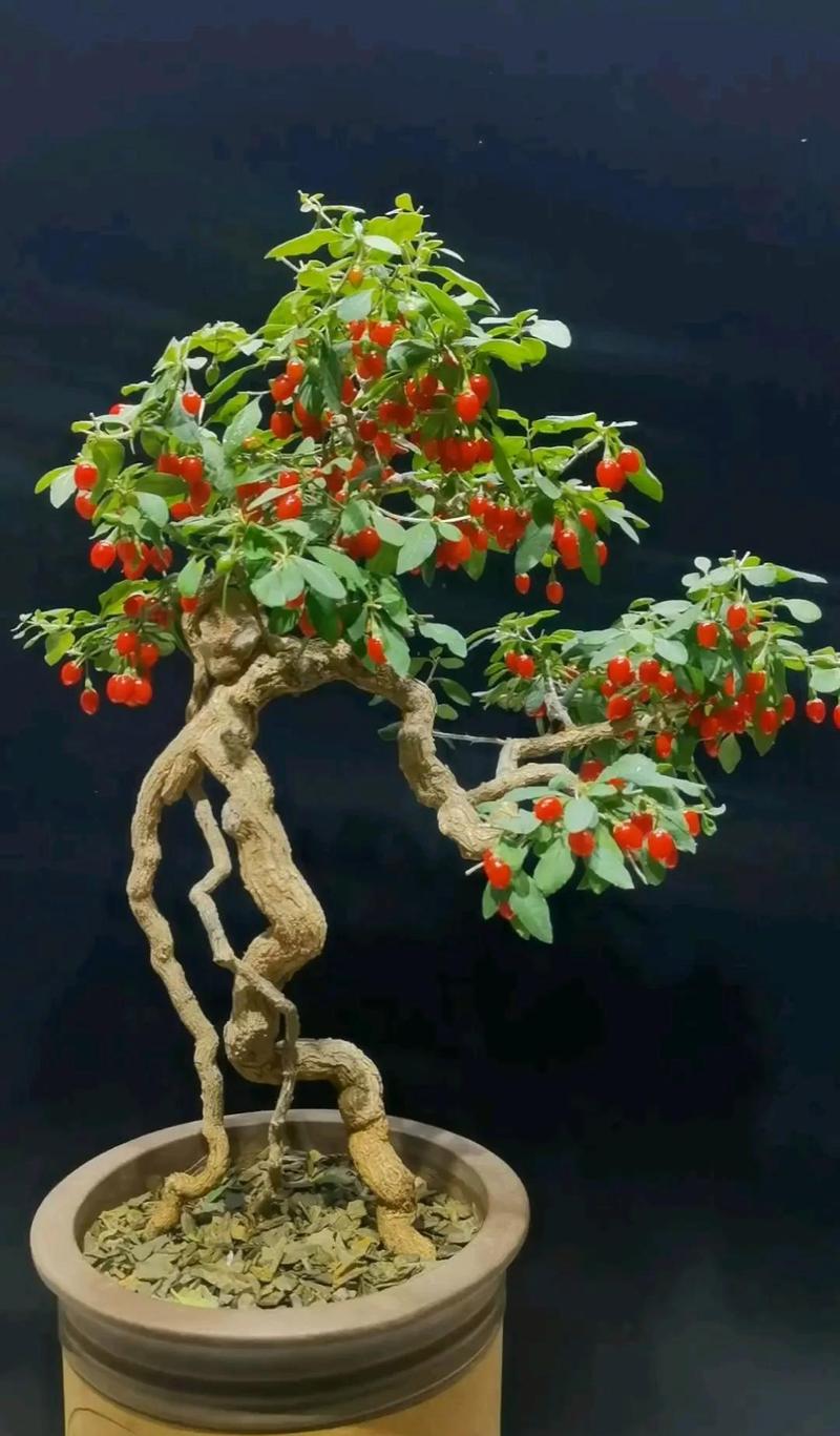 枸杞树什么时候移栽比较好,什么时候栽易活,枸杞树什么时候移栽比较好,什么时候栽易活-第5张图片-优品飞百科 枸杞树什么时候移栽比较好,什么时候栽易活,枸杞树什么时候移栽比较好,什么时候栽易活-第5张图片-优品飞百科