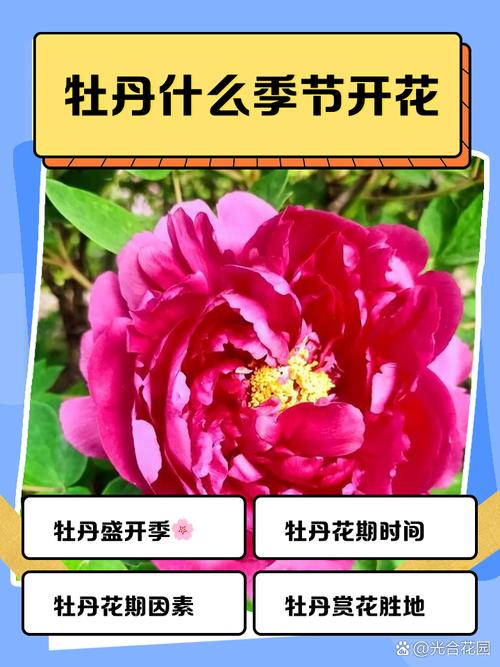 牡丹花什么时候开，牡丹花什么时候开放几点钟-第2张图片-优品飞百科