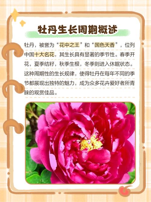 牡丹花什么时候开，牡丹花什么时候开放几点钟-第4张图片-优品飞百科