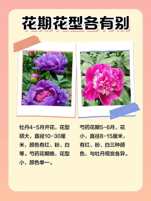 牡丹花什么时候开，牡丹花什么时候开放几点钟-第6张图片-优品飞百科