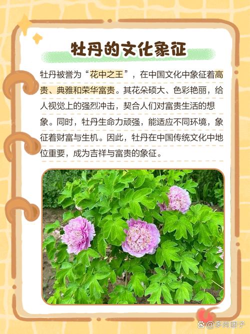 牡丹花什么时候开，牡丹花什么时候开放几点钟-第7张图片-优品飞百科
