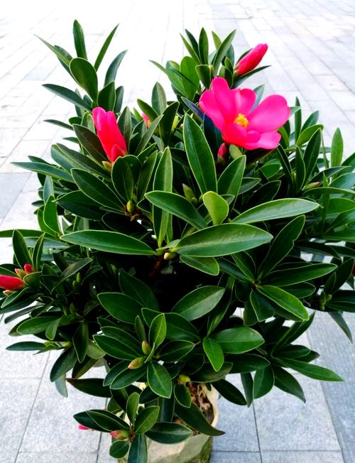 10种庭院最佳的花卉选取，庭院花卉种什么好