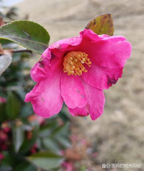 茶花的寓意是什么,茶花的含义是什么-第1张图片-优品飞百科 茶花的寓意是什么,茶花的含义是什么-第1张图片-优品飞百科