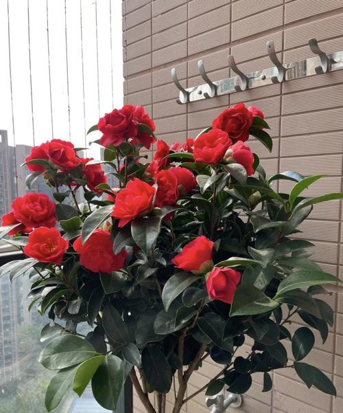 茶花的寓意是什么,茶花的含义是什么-第3张图片-优品飞百科 茶花的寓意是什么,茶花的含义是什么-第3张图片-优品飞百科