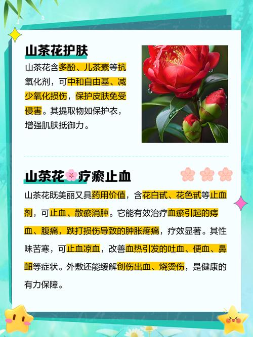 茶花的寓意是什么,茶花的含义是什么-第4张图片-优品飞百科 茶花的寓意是什么,茶花的含义是什么-第4张图片-优品飞百科