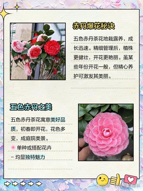 茶花的寓意是什么,茶花的含义是什么-第5张图片-优品飞百科 茶花的寓意是什么,茶花的含义是什么-第5张图片-优品飞百科