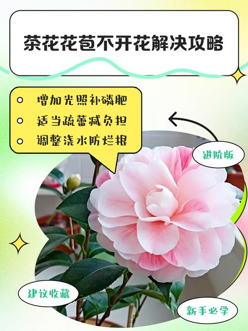 茶花的寓意是什么,茶花的含义是什么-第6张图片-优品飞百科 茶花的寓意是什么,茶花的含义是什么-第6张图片-优品飞百科