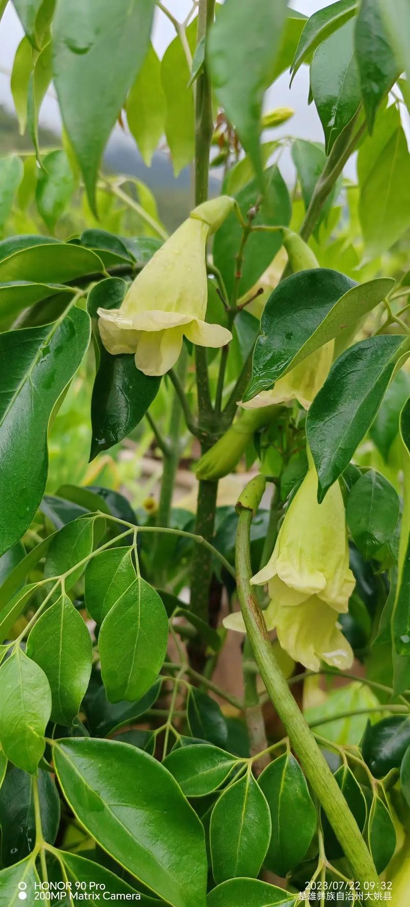 绿宝树的功效与作用？绿植绿宝树的作用与功效？