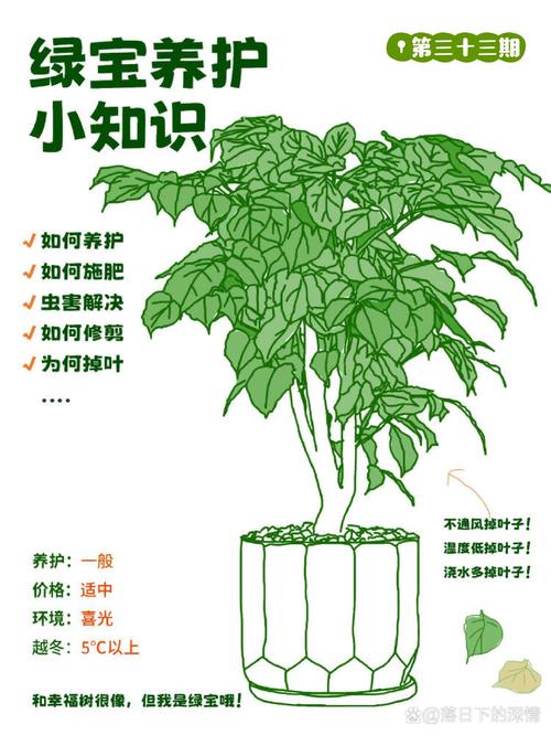 绿宝树的功效与作用？绿植绿宝树的作用与功效？-第2张图片-优品飞百科