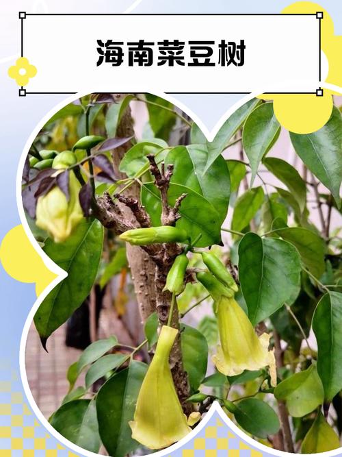 绿宝树的功效与作用？绿植绿宝树的作用与功效？-第3张图片-优品飞百科