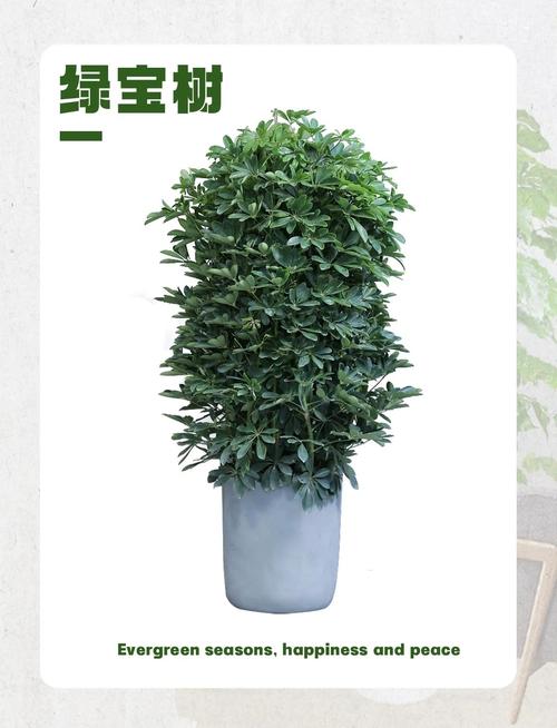 绿宝树的功效与作用？绿植绿宝树的作用与功效？-第4张图片-优品飞百科