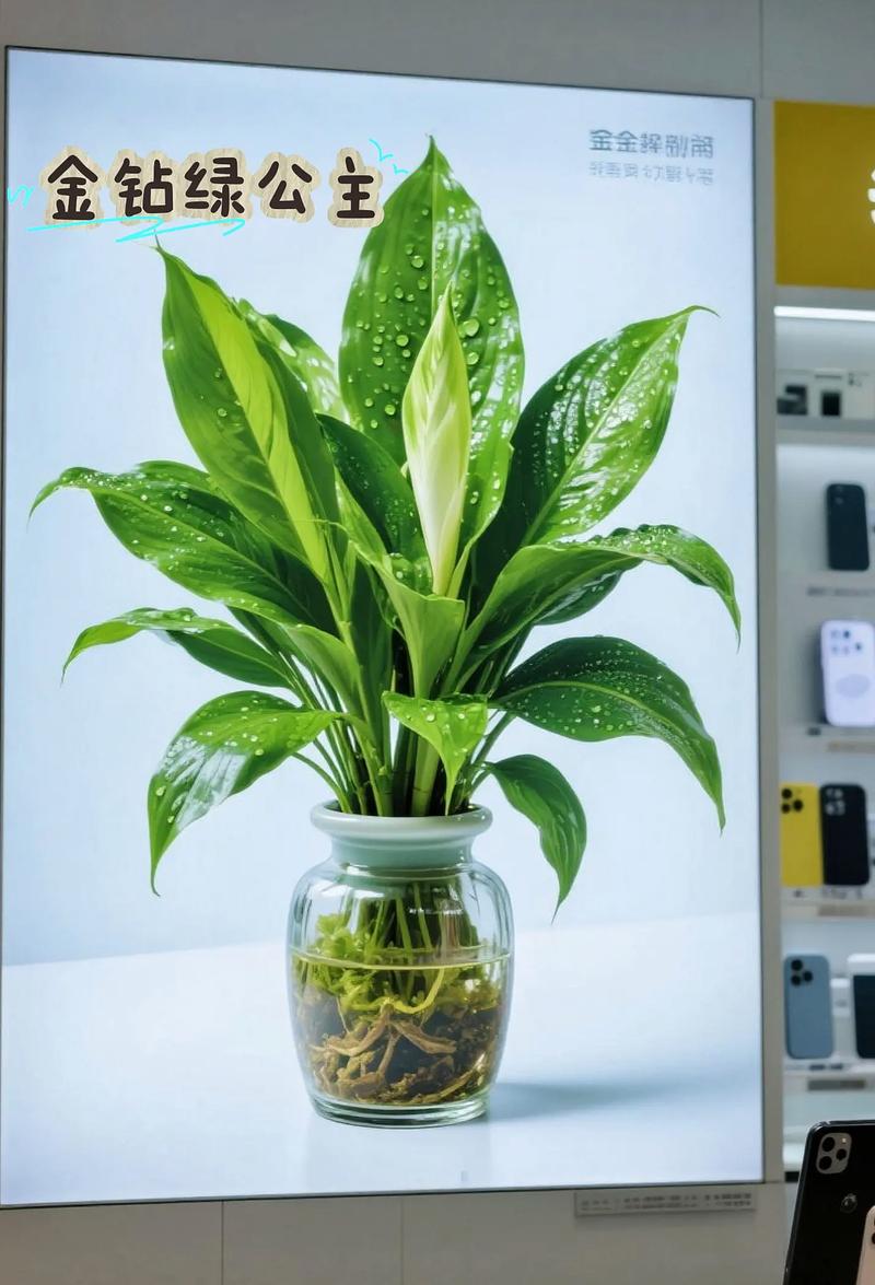 金钻花的作用与功效？金钻花百科？