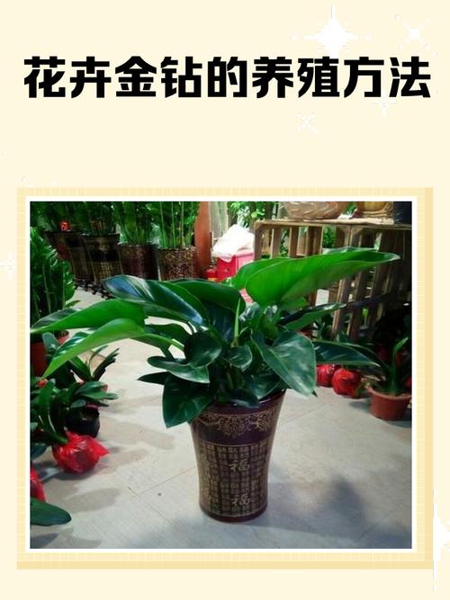 金钻花的作用与功效？金钻花百科？-第2张图片-优品飞百科