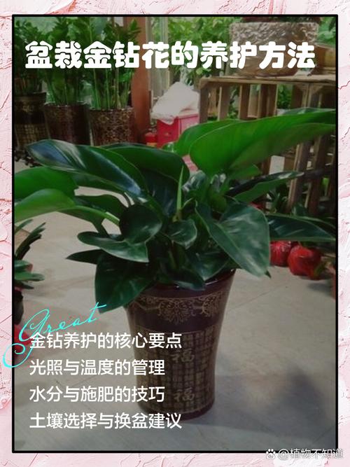 金钻花的作用与功效？金钻花百科？-第5张图片-优品飞百科