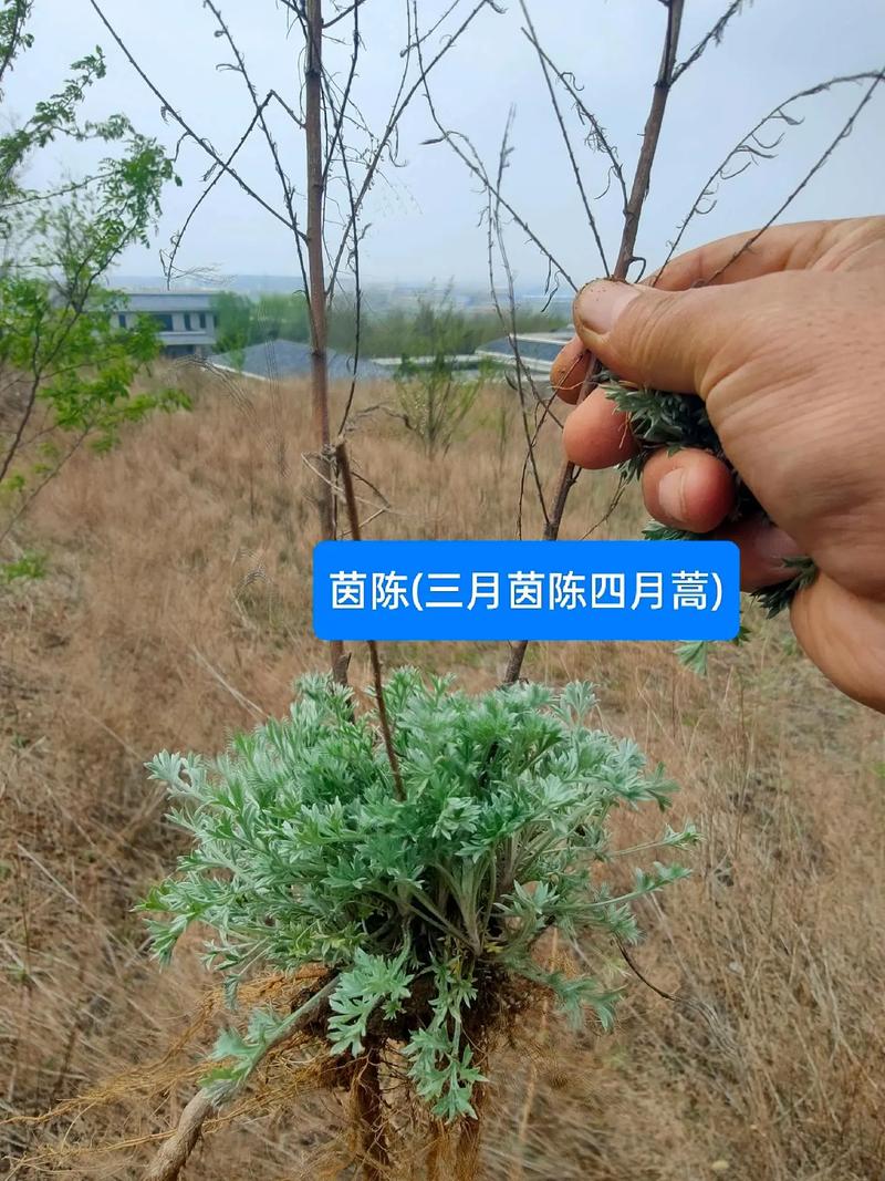 茵陈的功效与作用，茵陈的功效与作用和禁忌？-第1张图片-优品飞百科