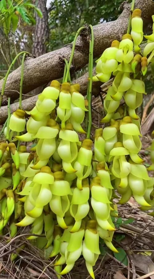 禾雀花有毒吗，可不可以室内养殖？禾雀花学名？