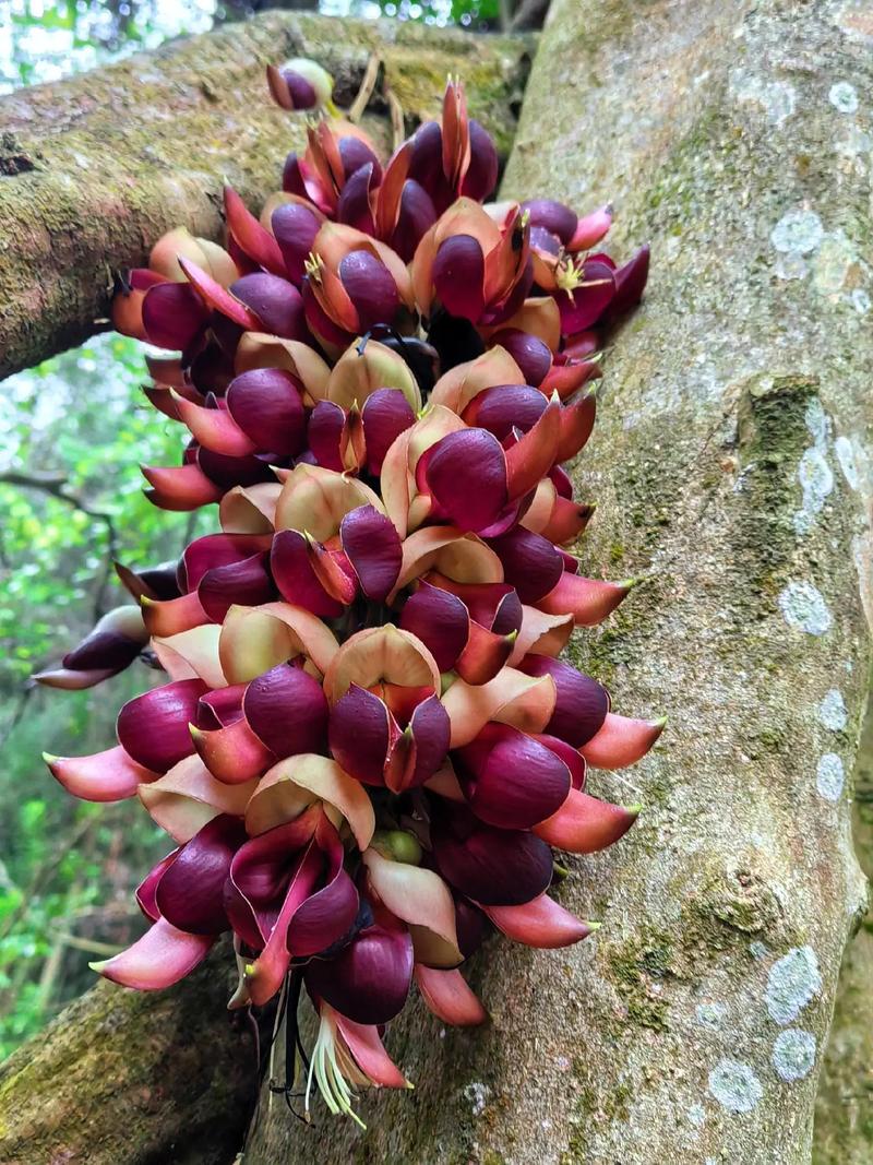 禾雀花有毒吗，可不可以室内养殖？禾雀花学名？-第2张图片-优品飞百科